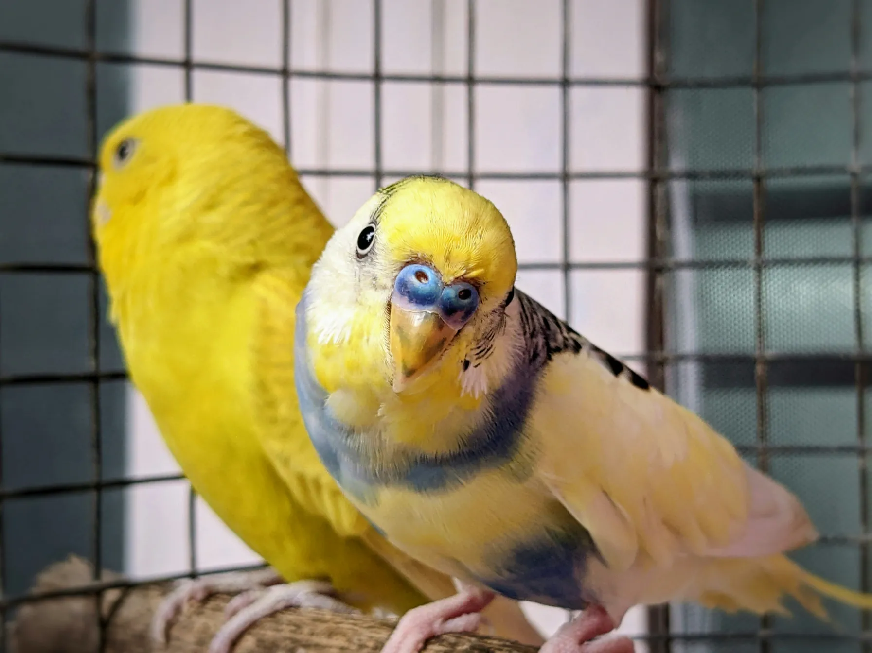 תוכי צבעוני יושב על מקל בתוך כלוב ומביט ישירות למצלמה